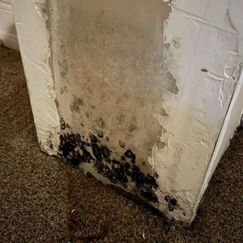 Professional Mold Removal in Russell Springs, KY